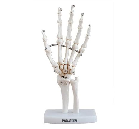 MrHugoo Human Hand Bone Model Human Skeleton Hand Model on Base, Hand Bone,Life Size, Articulated for Medical Study Education Demonstration (Left Hand)