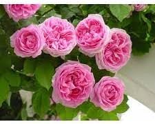 New Fresh 100pcs Heirloom Damask Rose Flower Seeds Generic