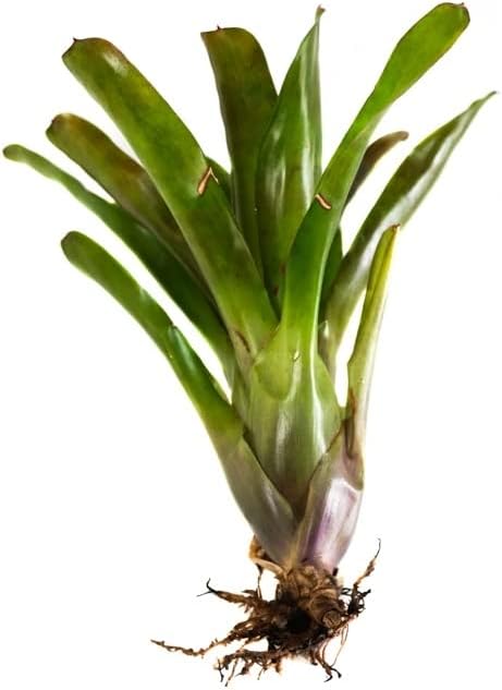 Neoregelia 'Superball' Bromeliad
