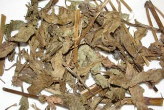 Plum Dragon Herbs Ze LAN | Bugle Weed Chinese Herbs - Chinese Herb 1 Oz