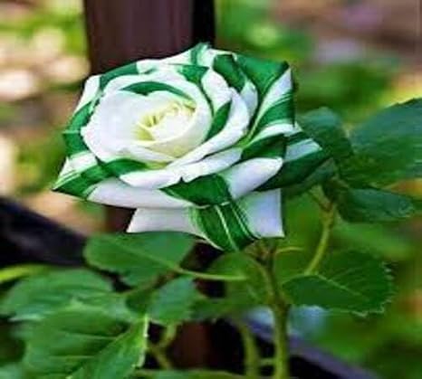 100pcs Green White Rose Flower Seeds