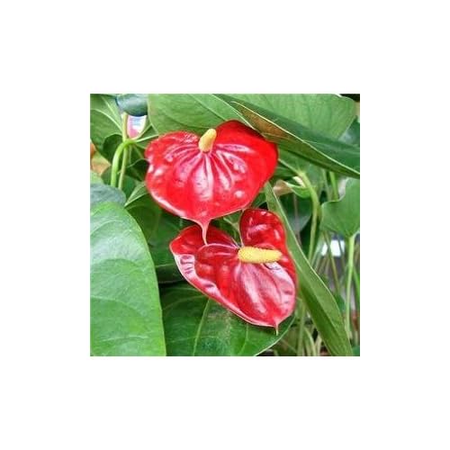 Hawaiian Red Anthurium Plant 6-10 Inches in a 2 Pot