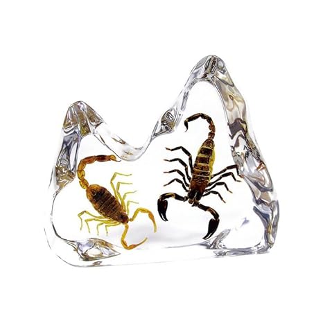 Two Real Scorpions in Acrylic Display