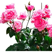 Lucy Althea Double Rosy Red Tree Vibrant Flowering Hardy Crape Myrtle for Gardens & Landscapes (Liner/Starter/Bareroot/Set of 10 Plants)