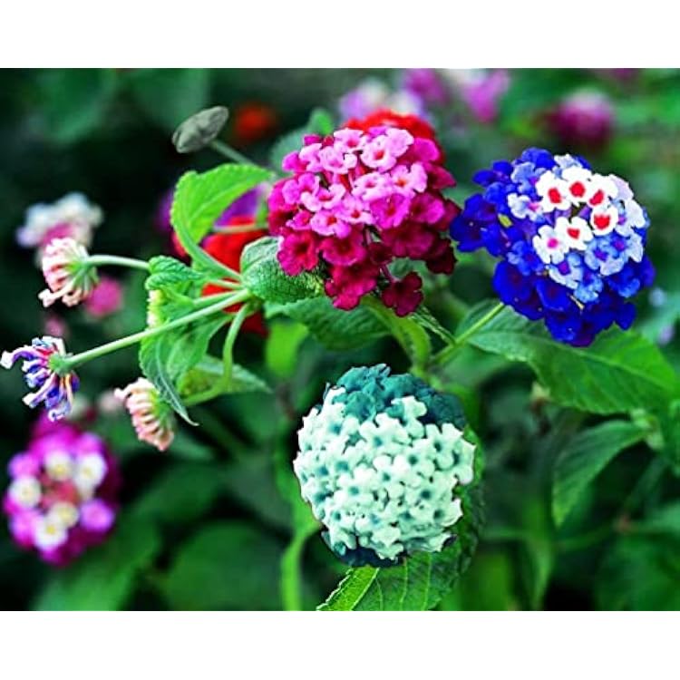 Lantana Flower Seeds for Planting - 100Pcs Mixed Color Flower Seeds to Plan