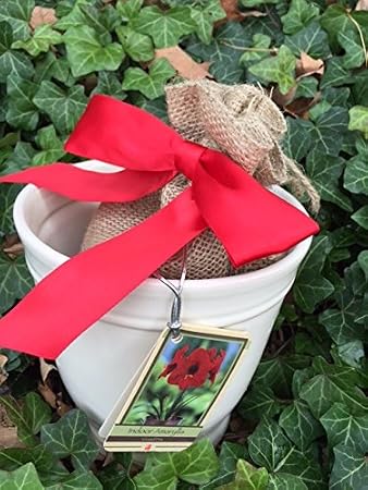 Rustic Amaryllis Holiday Gift Growing Kit, Deluxe Edition. Includes a Quaint Cream Ceramic Pot, Big Grand Prix Bulb in a Attractive Burlap Bag with Red Bow, and Professional Growing Medium