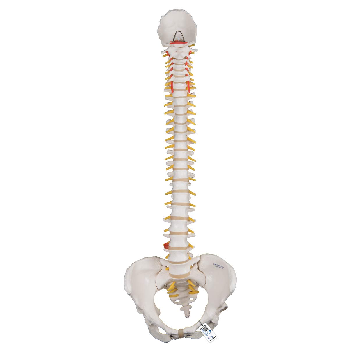 Spine Model - Movable Spine Model, Female Pelvis - 3B Scientific