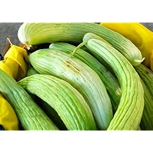 25 Herloom Armenian Cucumber Seeds by Stonysoil Seed Company
