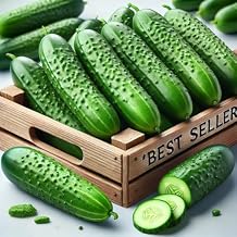 Seeds Self-Pollinated Cucumber Be st Seller/Indoor / 37 Days/Non GMO/Hybrid