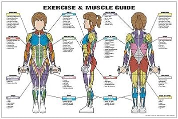 Fitnus Chart Series Exercise and Muscle Guide (Female)