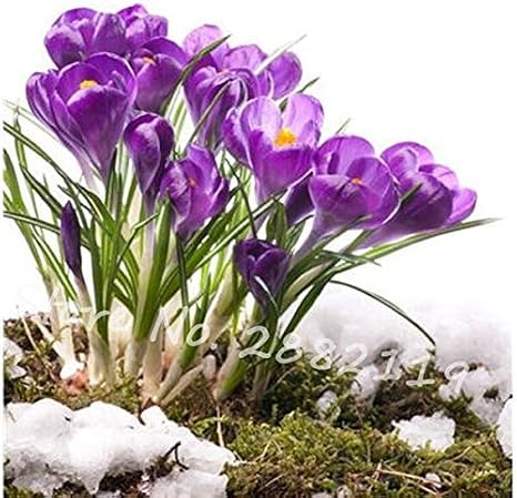 7 : 80 Pcs Many Varieties Saffron Seeds Saffron Flower Seeds Saffron Crocus Seeds It is Not The Saffron Seeds DIY Home Garden