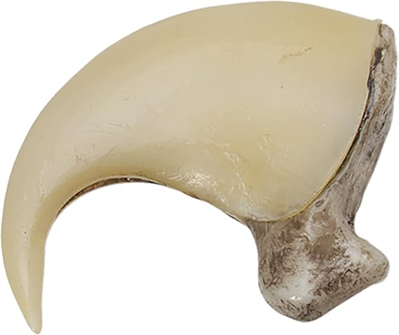 Skulls Unlimited Mountain Lion Claw (6.5cm) (Museum Quality Replica)