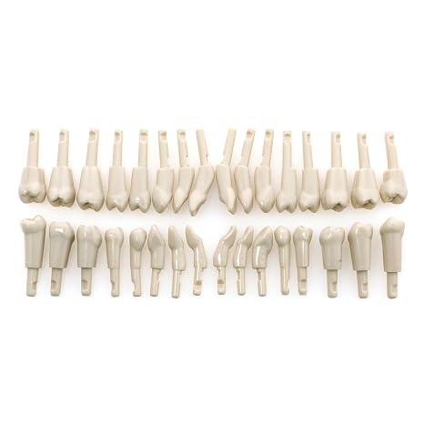 32Pcs Dental Tooth Model fit for KaVo Basic Model Teeth Retention Mechanism M-Kset-32