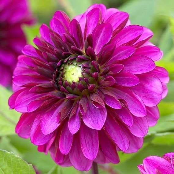 Votaniki Decorative Dahlia Lilac Bull - Perennial Dahlia 'Lilac Bull' Tubers Ready to Planting | Fully Double Lilac Purple Flower, Dahlia Tuber - Easy to Grow (1 Pack)