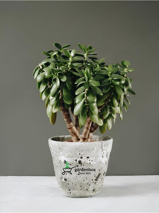 Gardenbox Crassula Ovata Para Çiçeği Dekoratif Canlı İç Mekan Bitkisi, 15-25 cm, Yeşil
