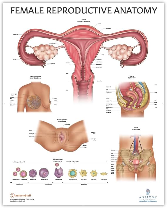 Anatomy Lab Human Female Reproductive System Anatomy Poster, Laminated