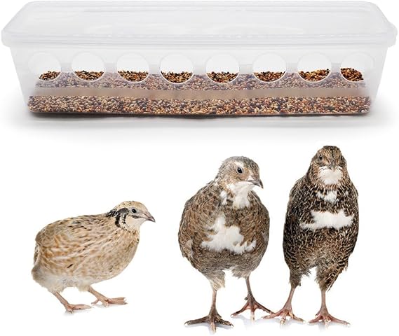 Button Quail Transparent Feeder Flip Top Seed Food Container (8 Holes)