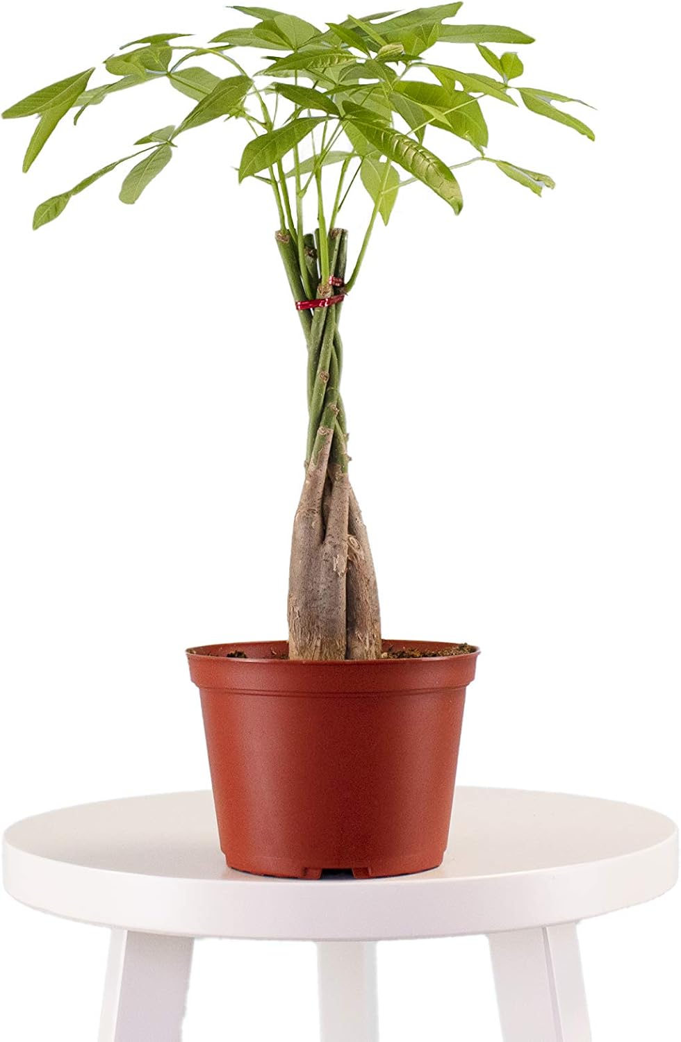 Leaf & Linen 6 Grow Pot, Live IndoorOutdoor-Air Houseplant and Office Décor | Low Light Collection, 6 INCH, Money Tree Pachira Aquatica