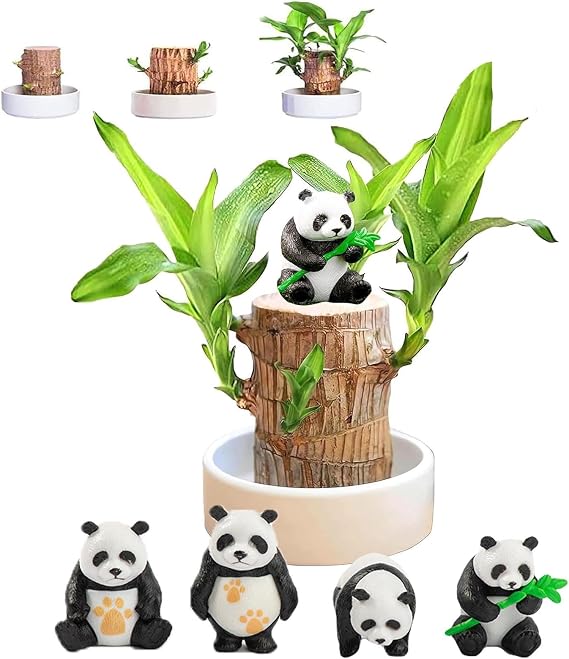 FETNHU Brazil Wood Potted Plant, Brazilian Wood Plant with 4 Decorations, Mini Brazil Wood, Brazilian Plant
