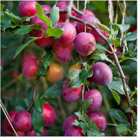 Big Juicy Victoria Plum Tree 3-4ft Tall, 6L Pot, Ready to Fruit, Self Fertile & Juicy 3fatpigs®