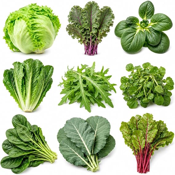 Salad Greens Variety Pack Seeds 9 Heirloom Leafy Green Vegetable Seeds | Lettuce Kale Spinach Arugula Collards Beet Greens Mustard Cress for Raised Beds Containers Garden