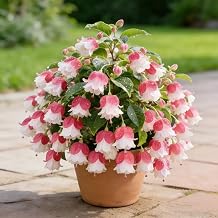 Perennial Lily of the Valley Bulbs for Planting Now UK-Brilliant Lily of the Valley-Grow-Excellent Display-15 Bulbs-B