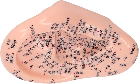 Learning Ear Acupuncture Model, Reflexology Tool Silicone Ear Acupuncture Model Display Soft for Lab