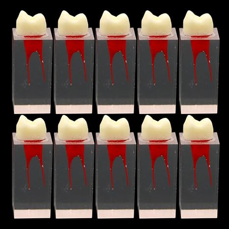 10Pcs Dental Endodontic Root Canal Molar Model Study Practice for Pulp File (2 Root)