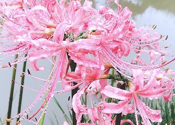 Re-Blooming Pink Spider Lily/Lycoris Radiata Bulbs - Naked Lady Lily for Planting, Professionally Grown Gardening Bulbs (15 Bulbs)
