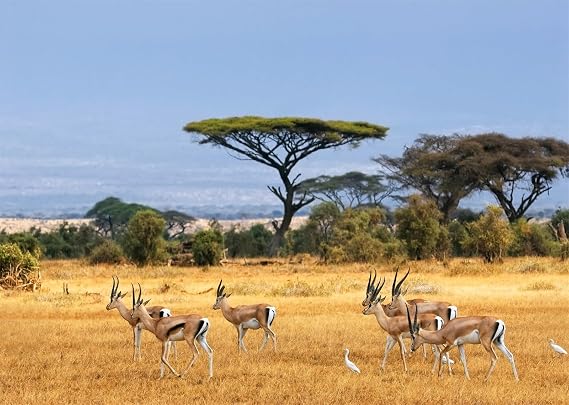 9x6ft Fabric African Wild Animal Backdrop Kenya Gazelles National Park Tanzania African Landscape Photography Background African Safari Animal Birthday Kenya Party Decorations Photo Props