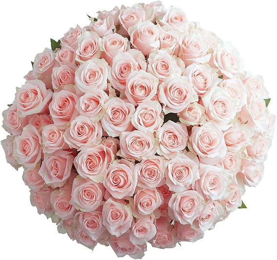 GlobalRose 500 Pink Roses Bouquet - Responsibly Sourced Roses Fresh Flowers - Hand-Picked Flowers Fresh Bouquet for Mother's Day, Birthday & Special Occasions (20 Bunches of 25 Stems)