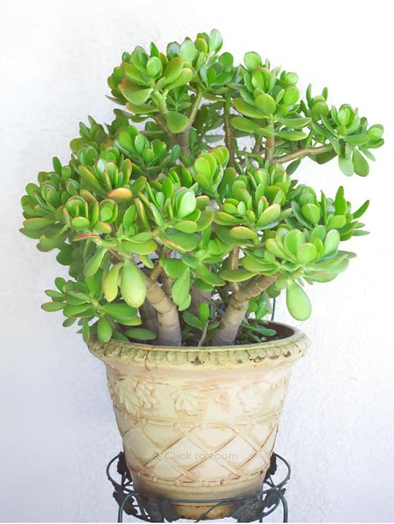 Gardenbox Para Ağacı Çiçeği Yeşim Bitkisi Crassula Ovata Fidanı, 20-25cm, Yeşil