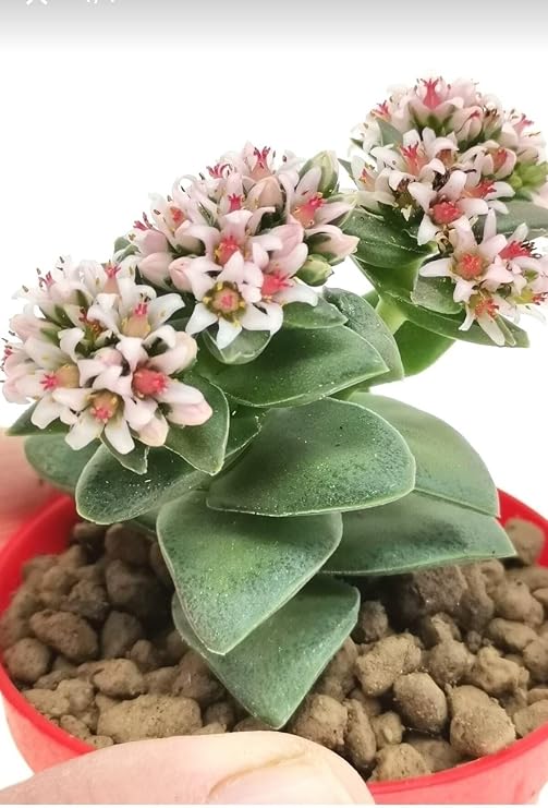 Kalp Hoya Mum İç Mekan Sukulent, Pembe, Minik Boy 5.5cm
