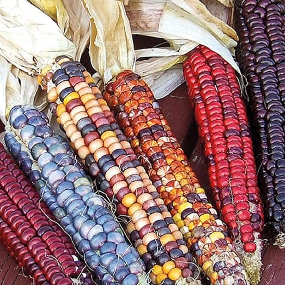 Corn Seeds- Indian Ornamental,25 Count COOL BEANS N SPROUTS Brand. Home Gardening.
