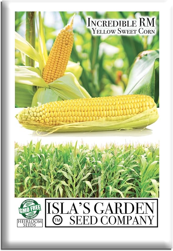 "Incredible" RM Sweet Yellow Corn, 75 Heirloom Seeds, Sweet Incredible Flavor! Fantastic Addition to Your Home Garden! (Isla's Garden Seeds),90% Germination Rates, Non GMO Seeds