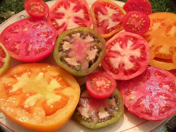 Tomato Gardener's Gift Heirloom Seed Assortment- 20 Heirloom Varieties- Non-GMO