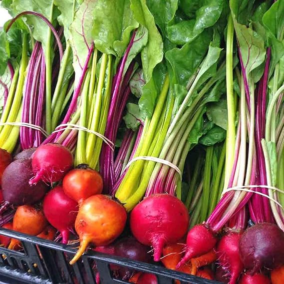 UtopiaSeeds Rainbow Beet Seeds - Delicious Beet Mix