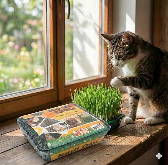 Kedi Çimi - Kedi Sindirim Sistemini Rahatlatıcı Sağlıklı Kedi Otu