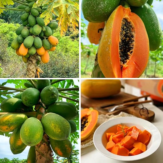Dwarf Papaya Seeds for Planting Outdoor, 5pcs Perennial Organic Papaya Tree Seed Non-GMO Heirloom Sweet Edible Tropical Fruit, Sweet Juicy Fruits Plants in Your Home Garden