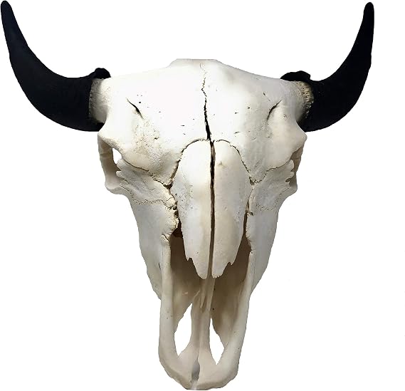 TenderBison Real Bone American Bison (Buffalo) Skull