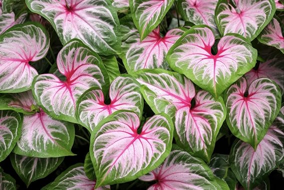 2 Wildfire Caladium Bulbs for Planting - Perennial Hosta, Elephant Ears, Fancy (2 Bulbs)