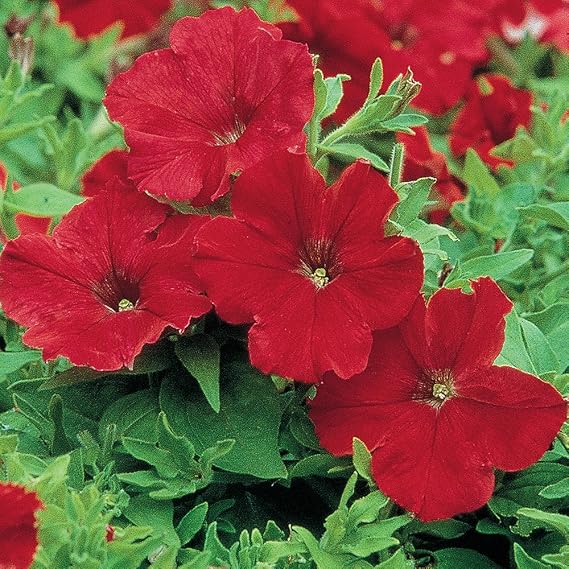 Burpee Supercascade Red Petunia Seeds 50 seeds