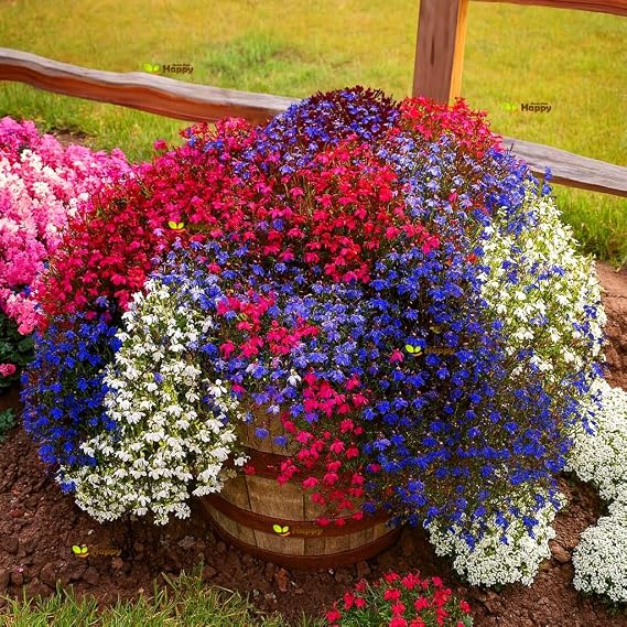 7000 Trailing Lobelia Cascade Mix Seeds – Lobelia pendula – Bright Blue Flowers, Cascading Growth, Ideal for Hanging Baskets & Balconies – Annual Flower Seeds with Free Plant Tag