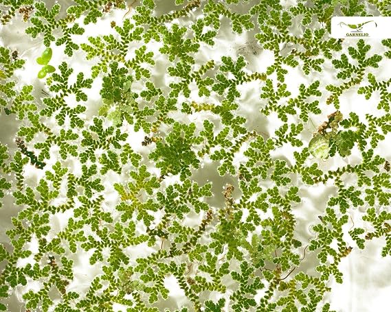 Hardy Aquatic Pond and Aquarium Ground Anze – Algae Fern – Azolla Filiculoides – Garnelio Portion