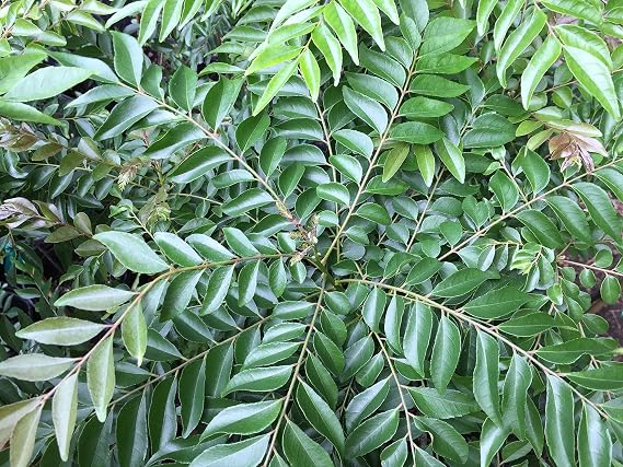 Curry Leaf Tree (Murraya Koenigii) -Indian Fragrant Sweet Neem Leaves Plant