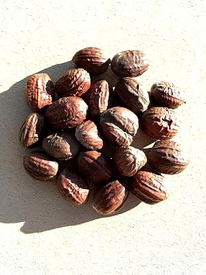 Jojoba Seed Simmondsia chinensis Jojoba,Pignut,Goat Nut,Deer Nut,Wild Hazelnut100 Seeds